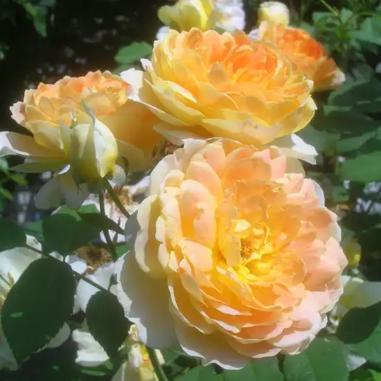 Trandafiri englezești - Trandafiri - Molineux - 